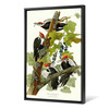 John James Audubon, Pileated Woodpecker,The Birds of America,canvas print,canvas art,canvas wall art,large wall art,framed wall art,p2430