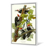 John James Audubon, Pileated Woodpecker,The Birds of America,canvas print,canvas art,canvas wall art,large wall art,framed wall art,p2430