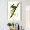 John James Audubon, Pine Creeping Warbler,The Birds of America,canvas print,canvas art,canvas wall art,large wall art,framed wall art,p2431
