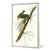 John James Audubon, Pine Creeping Warbler,The Birds of America,canvas print,canvas art,canvas wall art,large wall art,framed wall art,p2431