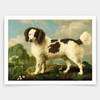 George Stubbs, Brown and White Norfolk or Water Spaniel,art prints,Vintage art,canvas wall art,famous art prints,V3888