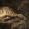 George Stubbs,A Tigress, 1772,art prints,Vintage art,canvas wall art,famous art prints,V3891