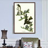 John James Audubon, Olive sided Flycatcher,The Birds of America,canvas print,canvas art,canvas wall art,large wall art,framed wall art,p2422