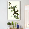 John James Audubon, Olive sided Flycatcher,The Birds of America,canvas print,canvas art,canvas wall art,large wall art,framed wall art,p2422