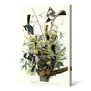 John James Audubon, Mocking Bird,The Birds of America,canvas print,canvas art,canvas wall art,large wall art,framed wall art,p2418