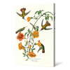 John James Audubon, Mangrove Humming Bird,The Birds of America,canvas print,canvas art,canvas wall art,large wall art,framed wall art,p2413