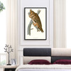 John James Audubon, Long eared Owl,The Birds of America,canvas print,canvas art,canvas wall art,large wall art,framed wall art,p2409