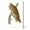 John James Audubon, Long eared Owl,The Birds of America,canvas print,canvas art,canvas wall art,large wall art,framed wall art,p2409