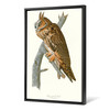 John James Audubon, Long eared Owl,The Birds of America,canvas print,canvas art,canvas wall art,large wall art,framed wall art,p2409