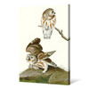 John James Audubon, Little Owl,The Birds of America,canvas print,canvas art,canvas wall art,large wall art,framed wall art,p2406