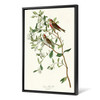 John James Audubon, Lesser Red Poll,The Birds of America,canvas print,canvas art,canvas wall art,large wall art,framed wall art,p2403