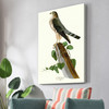 John James Audubon, Le Petit Caporal,The Birds of America,canvas print,canvas art,canvas wall art,large wall art,framed wall art,p2402