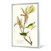 John James Audubon, Kentucky Warbler,The Birds of America,canvas print,canvas art,canvas wall art,large wall art,framed wall art,p2400