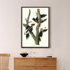 John James Audubon,Ivory billed Woodpecker,The Birds of America,canvas print,canvas art,canvas wall art,large wall art,framed wall art,p2399