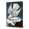 John James Audubon, Iceland or Jer Falcon,The Birds of America,canvas print,canvas art,canvas wall art,large wall art,framed wall art,p2397