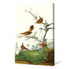 John James Audubon,Winter Wren,Rock Wren,The Birds of America,canvas print,canvas art,canvas wall art,large wall art,framed wall art,p2395