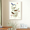 John James Audubon,Lazuli Finch,Clay coloured Finch,The Birds of America,canvas print,canvas art,canvas wall art,large wall art,framed,p2386
