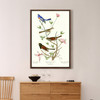 John James Audubon,Lazuli Finch,Clay coloured Finch,The Birds of America,canvas print,canvas art,canvas wall art,large wall art,framed,p2386