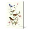 John James Audubon,Lazuli Finch,Clay coloured Finch,The Birds of America,canvas print,canvas art,canvas wall art,large wall art,framed,p2386