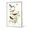 John James Audubon,Lazuli Finch,Clay coloured Finch,The Birds of America,canvas print,canvas art,canvas wall art,large wall art,framed,p2386