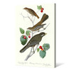 John James Audubon,Little Tawny Thrush,Ptiliogony's Townsendi,The Birds of America,canvas print,canvas art,canvas wall art,large art,p2388
