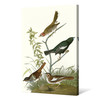 John James Audubon,Lark Finch,Prairie Finch,The Birds of America,canvas print,canvas art,canvas wall art,large wall art,framed art,p2385