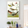 John James Audubon,Chestnut coloured Finch,Black headed Siskin,The Birds of America,canvas print,canvas art,canvas wall art,large art,p2379
