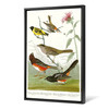 John James Audubon,Chestnut coloured Finch,Black headed Siskin,The Birds of America,canvas print,canvas art,canvas wall art,large art,p2379