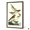 John James Audubon,Bullock's Oriole,Baltimore Oriole,The Birds of America,canvas print,canvas art,canvas wall art,large wall art,p2377