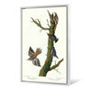 John James Audubon,Brown Creeper,Californian Nuthatch,The Birds of America,canvas print,canvas art,canvas wall art,large wall art,p2376