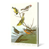 John James Audubon,I Arkansaw Siskin,Mealy Red poll,The Birds of America,canvas print,canvas art,canvas wall art,large wall art,framed,p2372