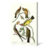 John James Audubon,I Arkansaw Flycatcher,The Birds of America,canvas print,canvas art,canvas wall art,large wall art,framed wall art,p2371