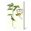 John James Audubon, Hooded Warbler,The Birds of America,canvas print,canvas art,canvas wall art,large wall art,framed wall art,p2367