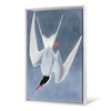 John James Audubon, Great Tern,The Birds of America,canvas print,canvas art,canvas wall art,large wall art,framed wall art,p2359