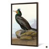 John James Audubon, Double crested Cormorant,The Birds of America,canvas print,canvas art,canvas wall art,large wall art,framed art,p2338