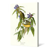 John James Audubon, Connecticut Warbler,The Birds of America,canvas print,canvas art,canvas wall art,large wall art,framed wall art,p2335