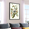 John James Audubon, Downy Woodpecker,The Birds of America,canvas print,canvas art,canvas wall art,large wall art,framed wall art,p2339