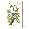 John James Audubon, Downy Woodpecker,The Birds of America,canvas print,canvas art,canvas wall art,large wall art,framed wall art,p2339
