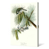 John James Audubon, Crested Titmouse,The Birds of America,canvas print,canvas art,canvas wall art,large wall art,framed wall art,p2336