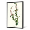 John James Audubon, Chestnut sided Warbler,The Birds of America,canvas print,canvas art,canvas wall art,large wall art,framed wall art,p2328