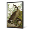 John James Audubon, Canada Goose,The Birds of America,canvas print,canvas art,canvas wall art,large wall art,framed wall art,p2318