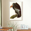 John James Audubon, Californian Vulture,The Birds of America,canvas print,canvas art,canvas wall art,large wall art,framed wall art,p2317