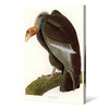 John James Audubon, Californian Vulture,The Birds of America,canvas print,canvas art,canvas wall art,large wall art,framed wall art,p2317