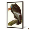 John James Audubon, Californian Vulture,The Birds of America,canvas print,canvas art,canvas wall art,large wall art,framed wall art,p2317