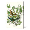 John James Audubon, Boat tailed Grackle,The Birds of America,canvas print,canvas art,canvas wall art,large wall art,framed wall art,p2308