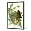 John James Audubon, Broad winged Hawk,The Birds of America,canvas print,canvas art,canvas wall art,large wall art,framed wall art,p2314