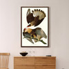John James Audubon, Brasilian Caracara Eagle,The Birds of America,canvas print,canvas art,canvas wall art,large wall art,framed art,p2313