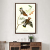 John James Audubon, Bohemian Chatterer,The Birds of America,canvas print,canvas art,canvas wall art,large wall art,framed wall art,p2309