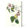 John James Audubon, Blue winged Yellow Warbler,The Birds of America,canvas print,canvas art,canvas wall art,large wall art,framed art,p2306