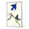 John James Audubon, Blue bird,The Birds of America,canvas print,canvas art,canvas wall art,large wall art,framed wall art,p2301